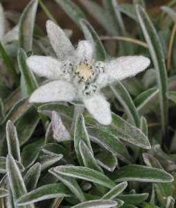 ЭДЕЛЬВЕЙС  ( Leontopodium alpinium )