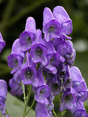     - ( Aconitum )