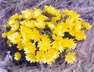    ( Adonis )