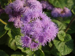   ( Ageratum )