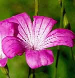    ( Agrostemma )