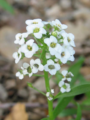     ( Alyssum )