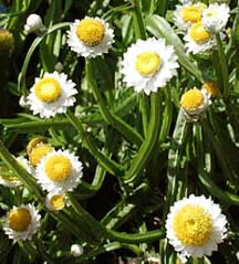   ( Ammobium )