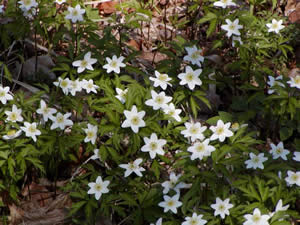    ( Anemone )