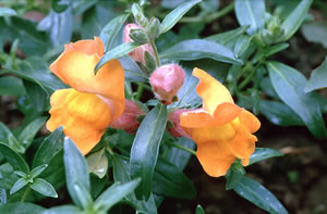    ( Antirrinium )
