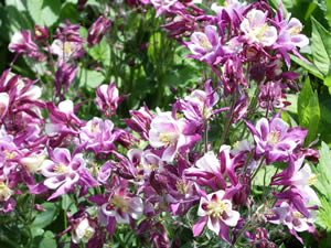    ( Aquilegia )