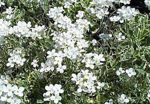    ( Arabis )