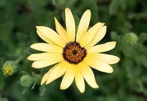  ( Arctotis )
