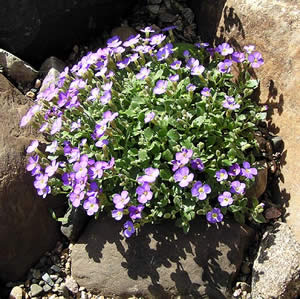    ( Aubrieta )