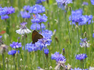    ( Centaurea )