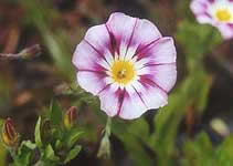       ( Convolvulus tricolor )