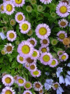    ( Erigeron )