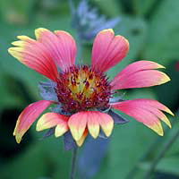  ( Gaillardia )