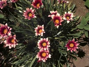    ( Gazania )