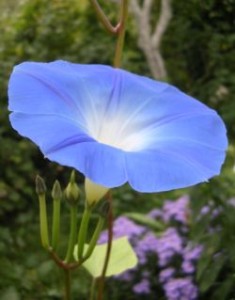  ( Ipomea)