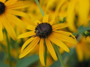  ( Rudbeckia )