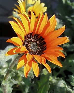 ( Venidium )