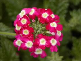     ( Verbena )
