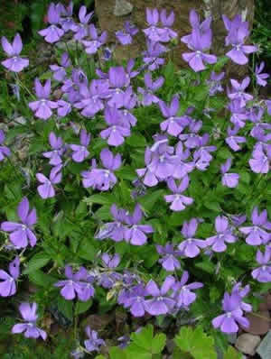     ( Viola )