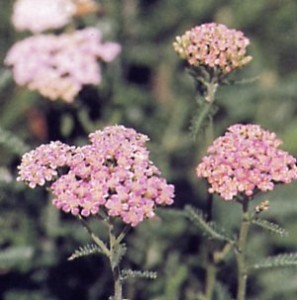   ( Achillea )