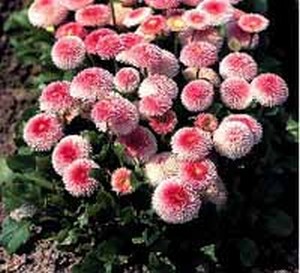  ( Bellis )