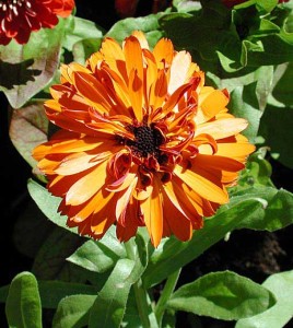    ( Calendula )