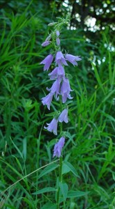  ( Campanula )