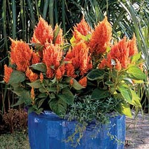   ( Celosia )