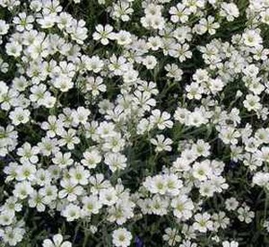     ( Cerastium )