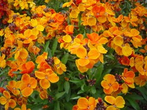    ( Cheranthus )