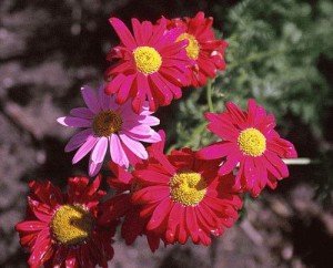     ( Chrysanthemum )