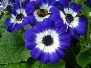      ( Cinenaria )