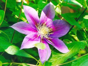   ( Clematis )