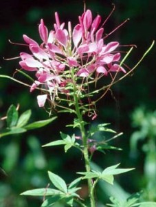   -  ( Cleome )