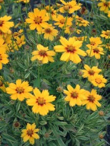    ( Coreopsis )
