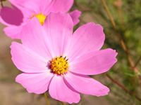      ( Cosmos )