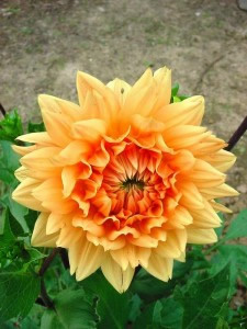  ( Dahlia )