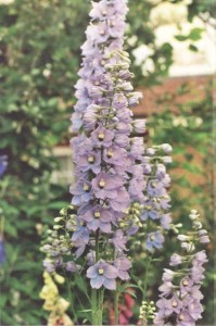    ( Delphinium )
