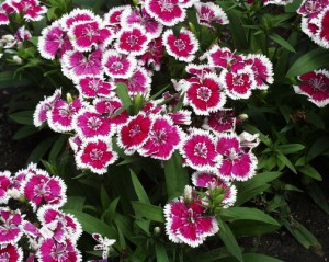  ( Dianthus )