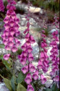  ( Digitalis )