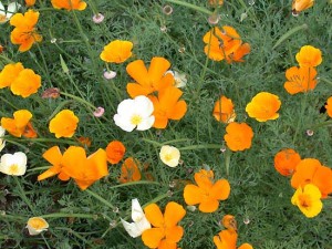      ( Eschscholzia )