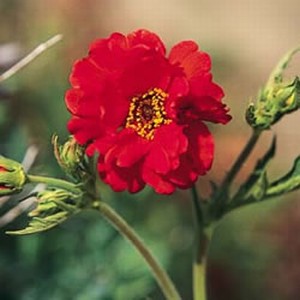    ( Geum )