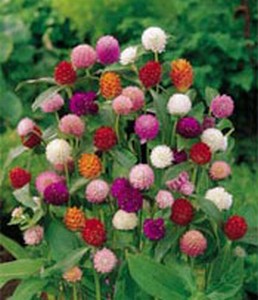  ( Gomphrena )