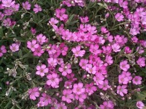  ( Gipsophyla )