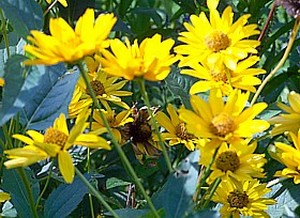  ( Helianthus )
