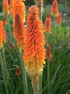     ( Kniphofia )