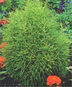   ( Kochia )