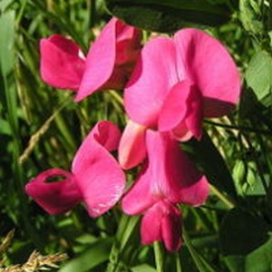     ( Lathyrus )