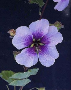   ( Lavatera )