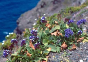      ( Limonium )